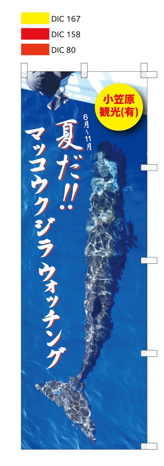 マッコウクジラウォッチングののぼり
